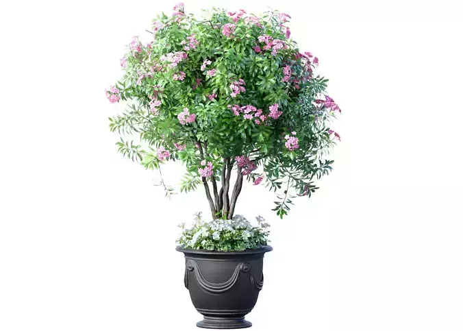 Decorative evergreen flowering tree plant classic garden pot