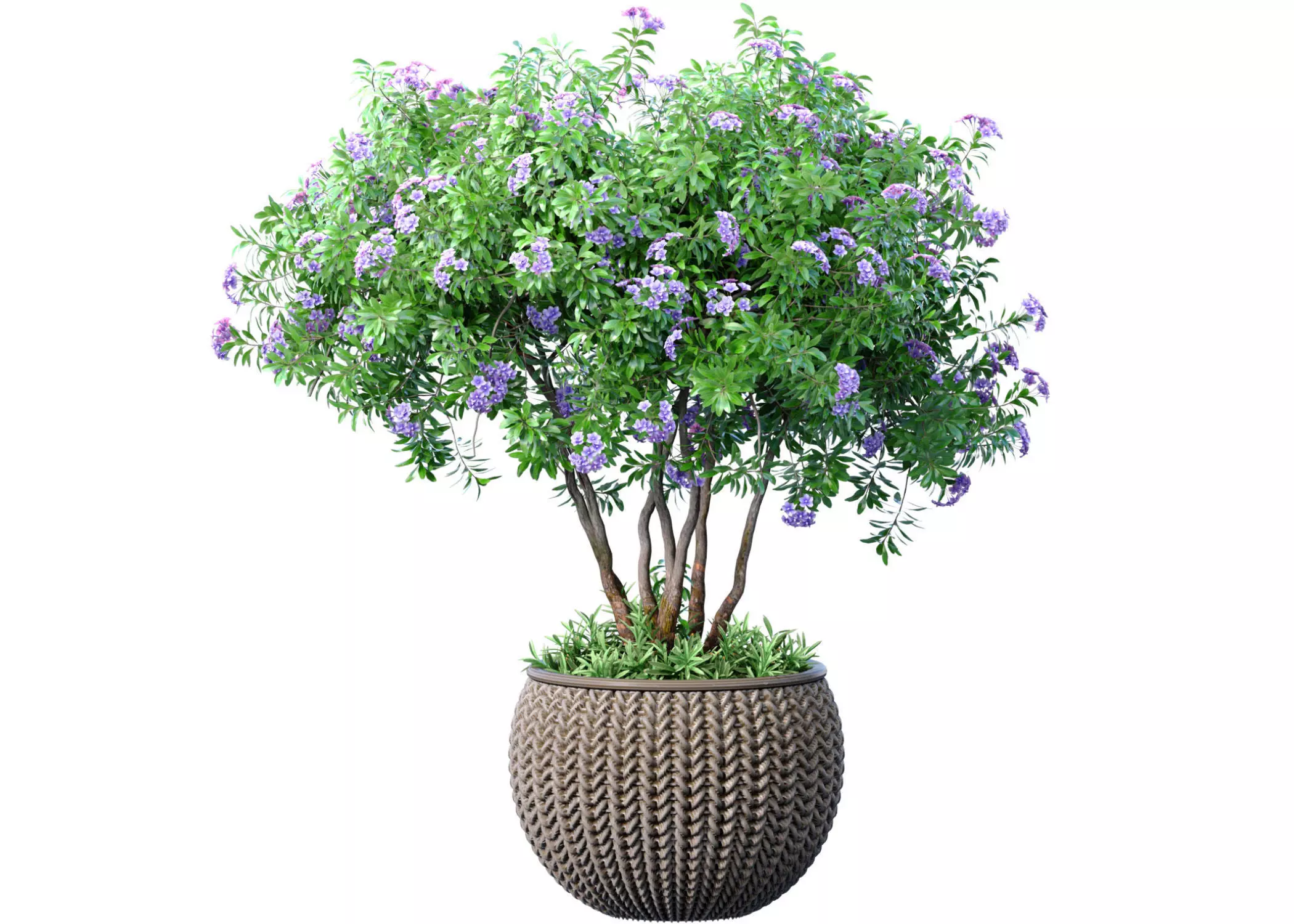 Decorative indoor Jacaranda tree with lilac flowers rattan pot 3D model
