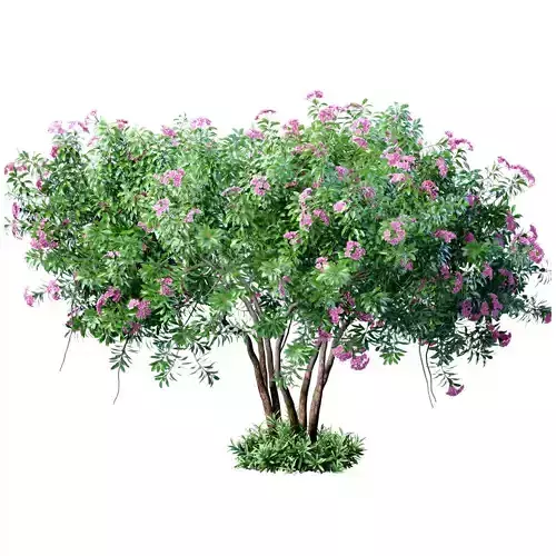 Outdoor garden plant tree shrub flower bed with lilac flowers