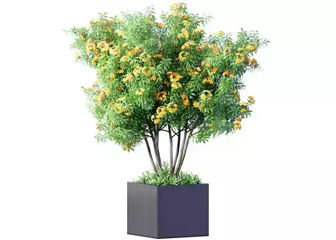 Decorative indoor Violet Tree bush plant in a modern pot