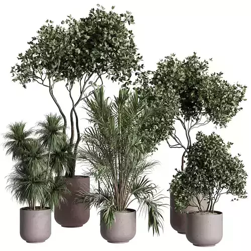 Tree in a concrete pot - indoor plant 569