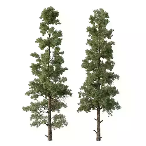 Chamaecyparis thyoides Tree004