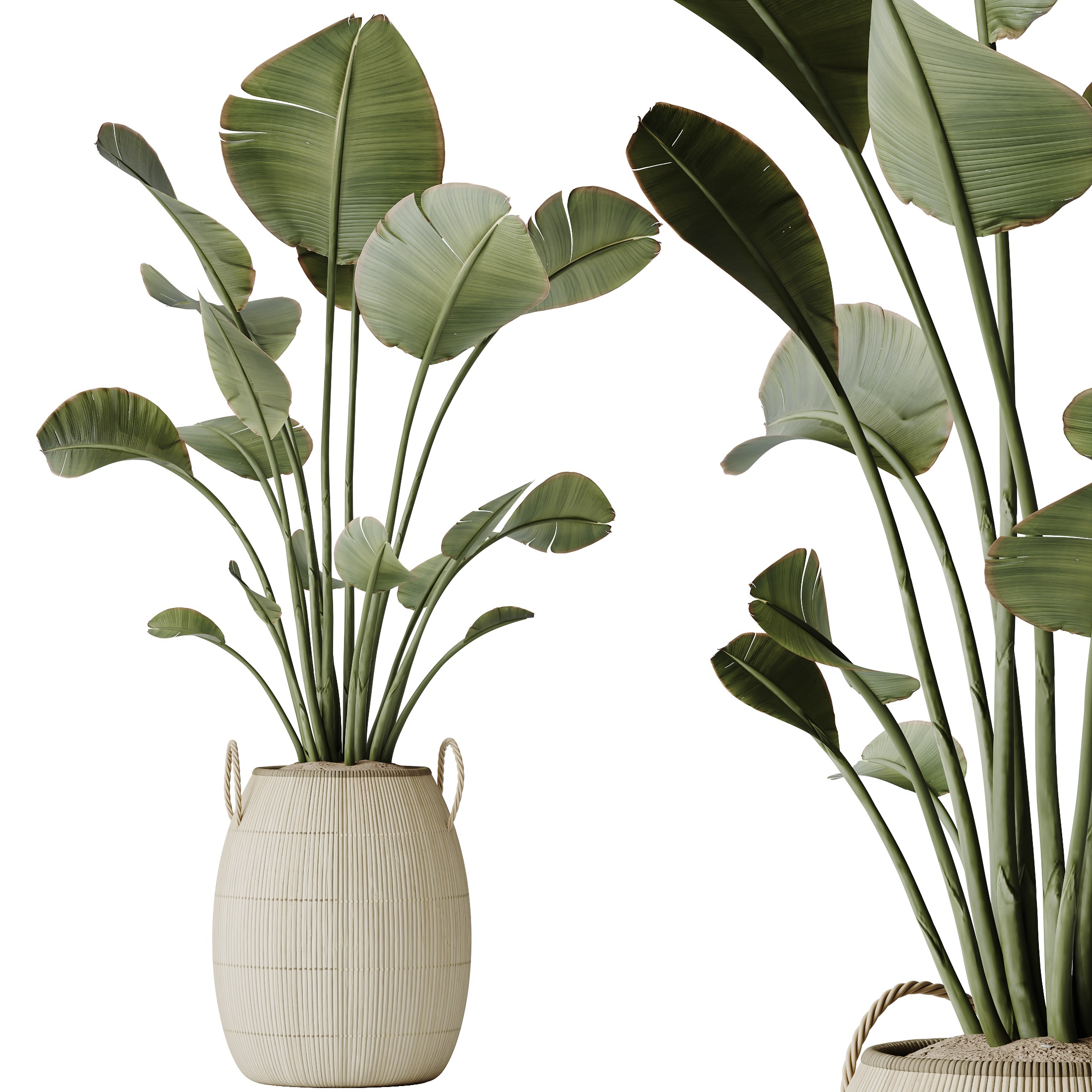 AV Indoor plants set 130 Ravenala Banana Strelitzia Nicolai Bird 3D model_1
