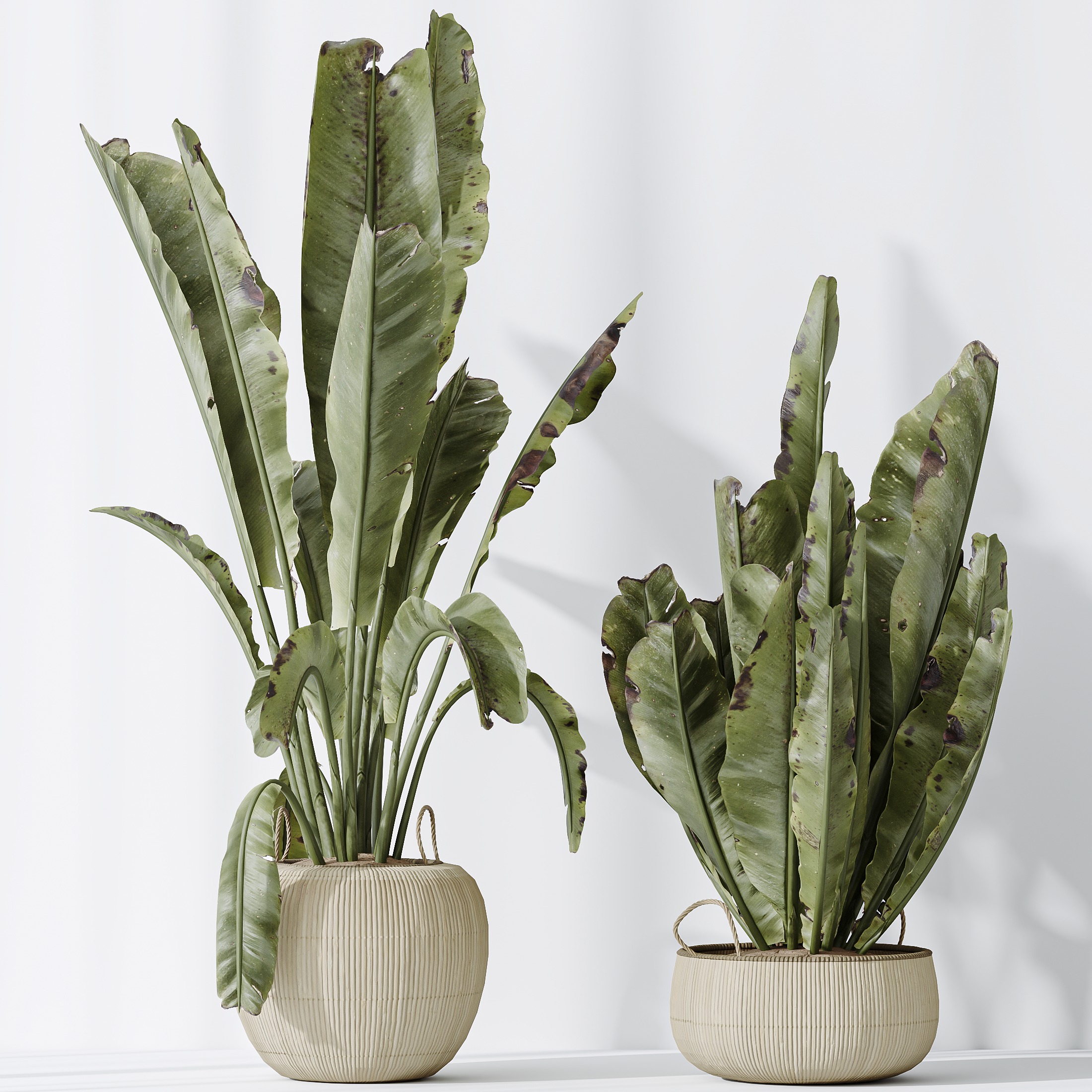 AV Indoor plants set 130 Ravenala Banana Strelitzia Nicolai Bird 3D model_5
