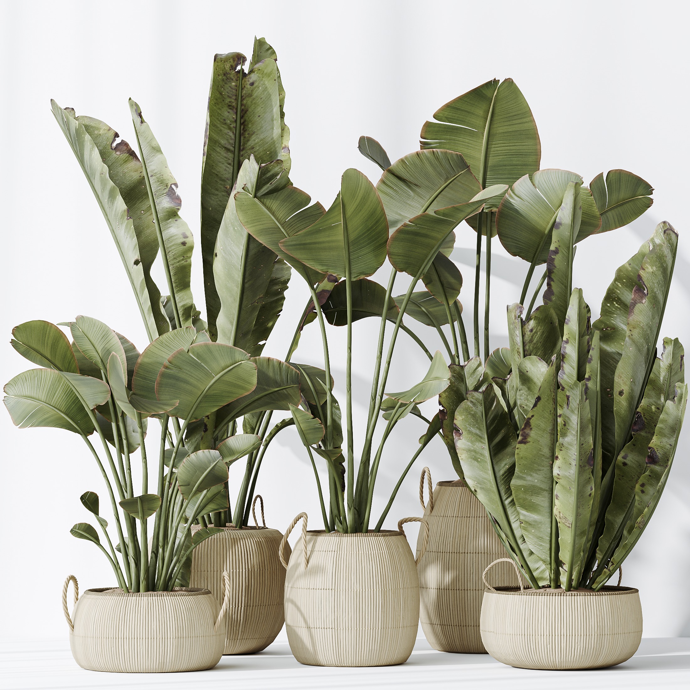 AV Indoor plants set 130 Ravenala Banana Strelitzia Nicolai Bird 3D model_4