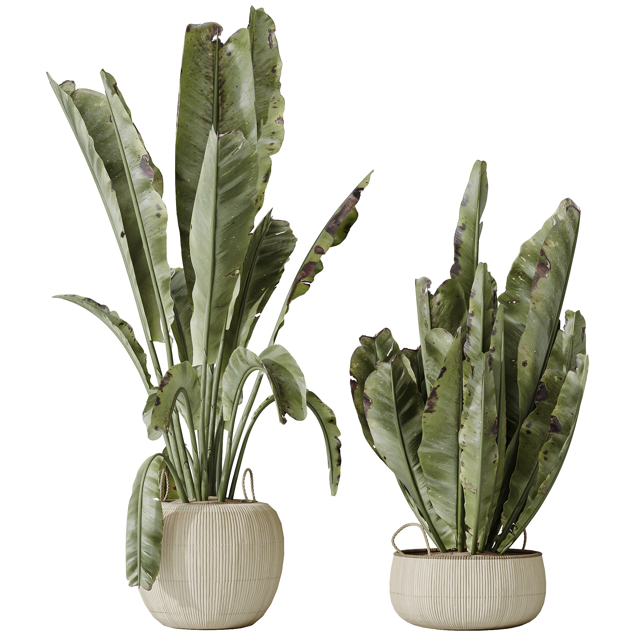 AV Indoor plants set 130 Ravenala Banana Strelitzia Nicolai Bird 3D model_2