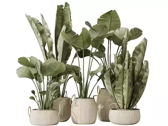 AV Indoor plants set 130 Ravenala Banana Strelitzia Nicolai Bird 3D model