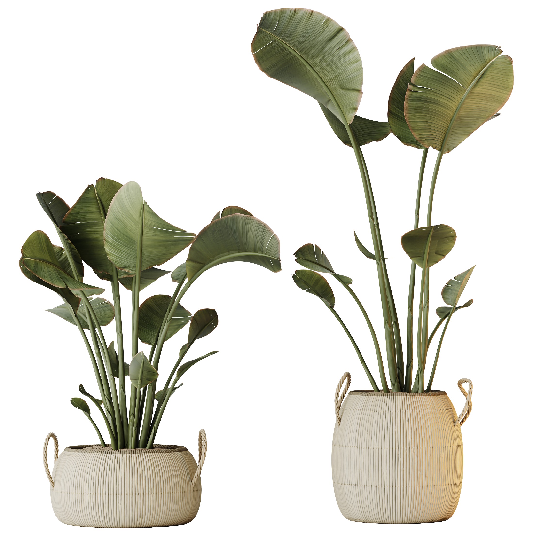 AV Indoor plants set 130 Ravenala Banana Strelitzia Nicolai Bird 3D model_3