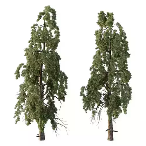 Chamaecyparis thyoides Tree005