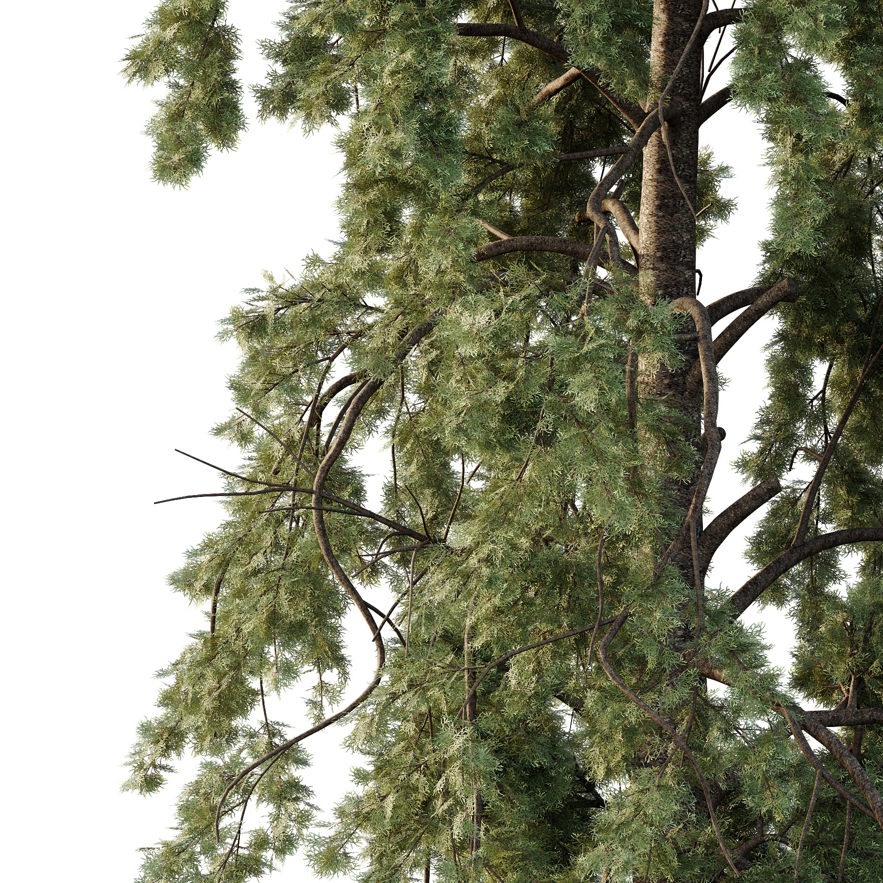 Chamaecyparis thyoides Tree006 3D model_1