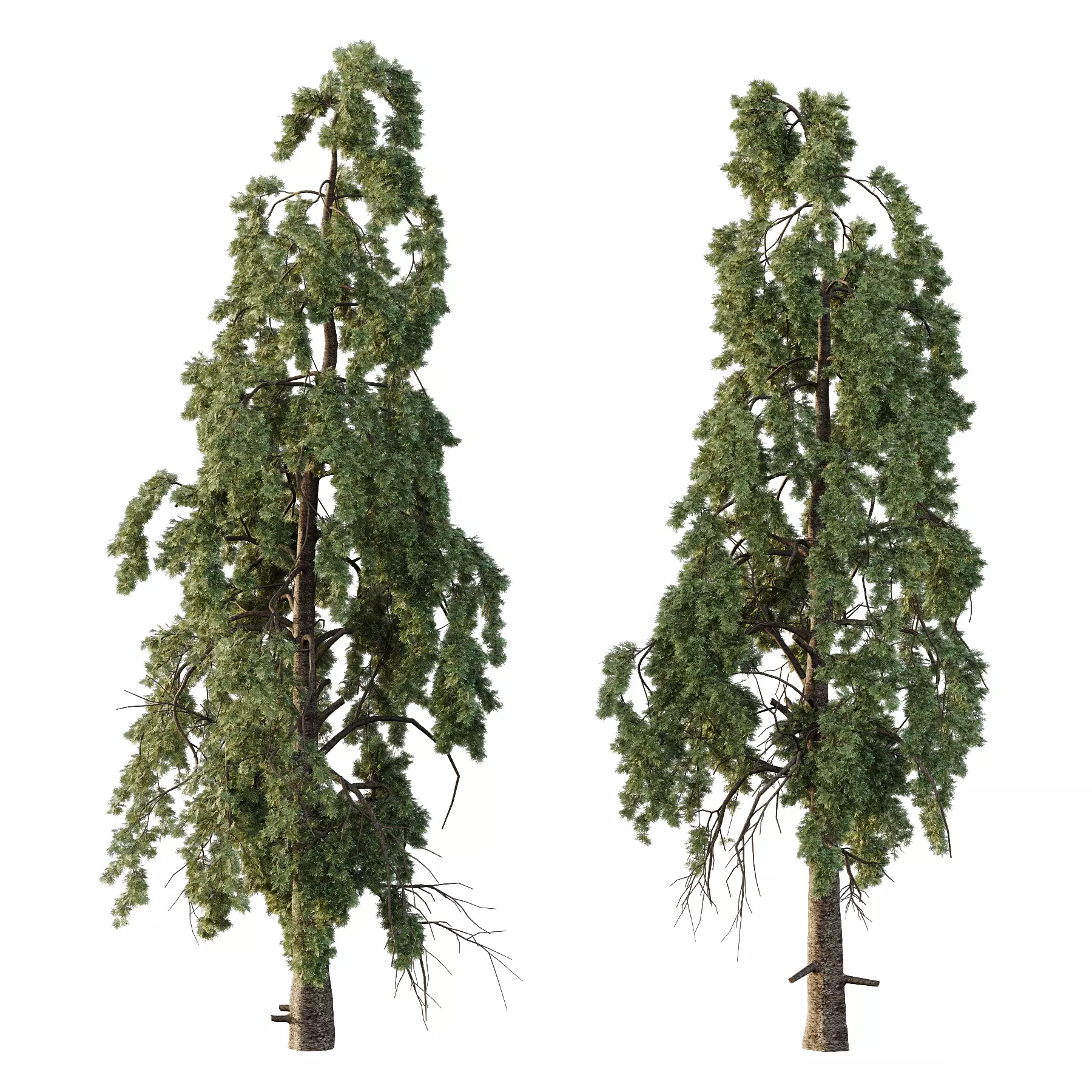 Chamaecyparis thyoides Tree006 3D model_0