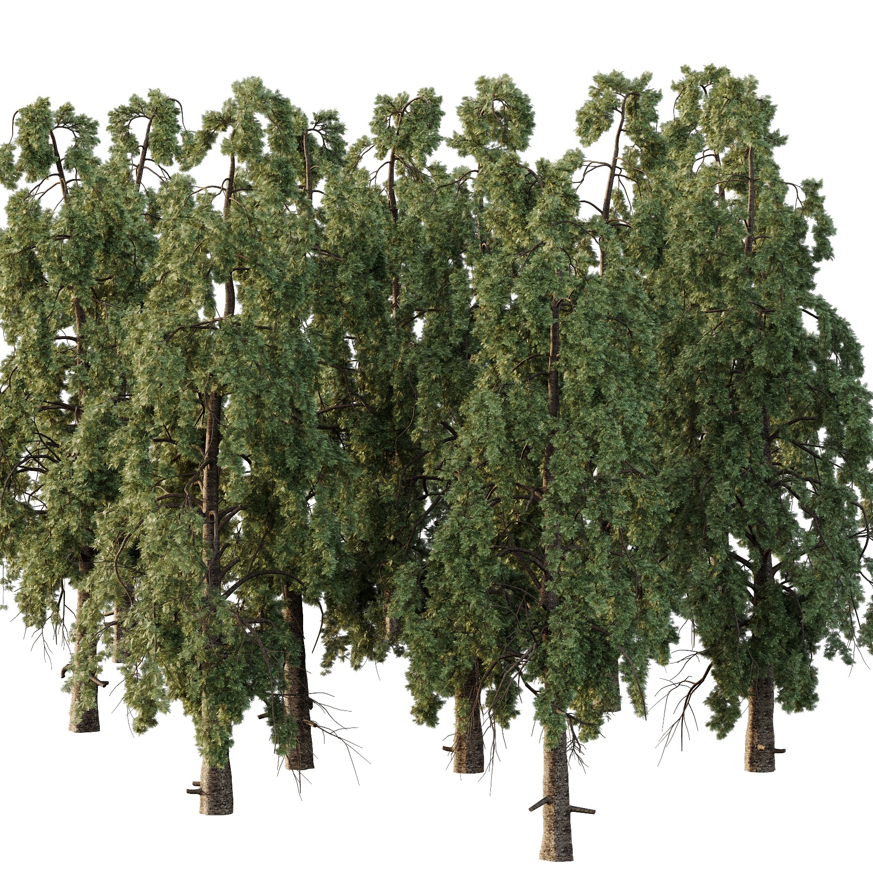 Chamaecyparis thyoides Tree006 3D model_2
