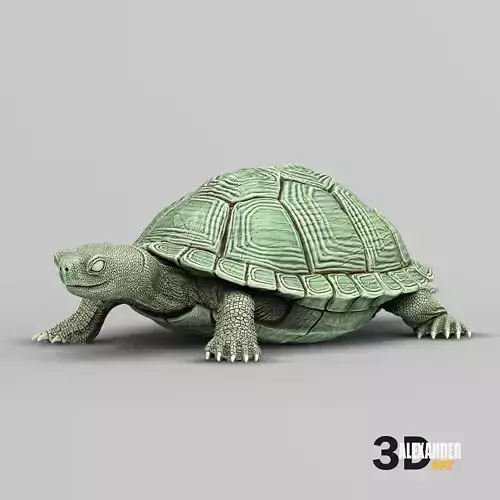 red-eared slider turtle 3D print model