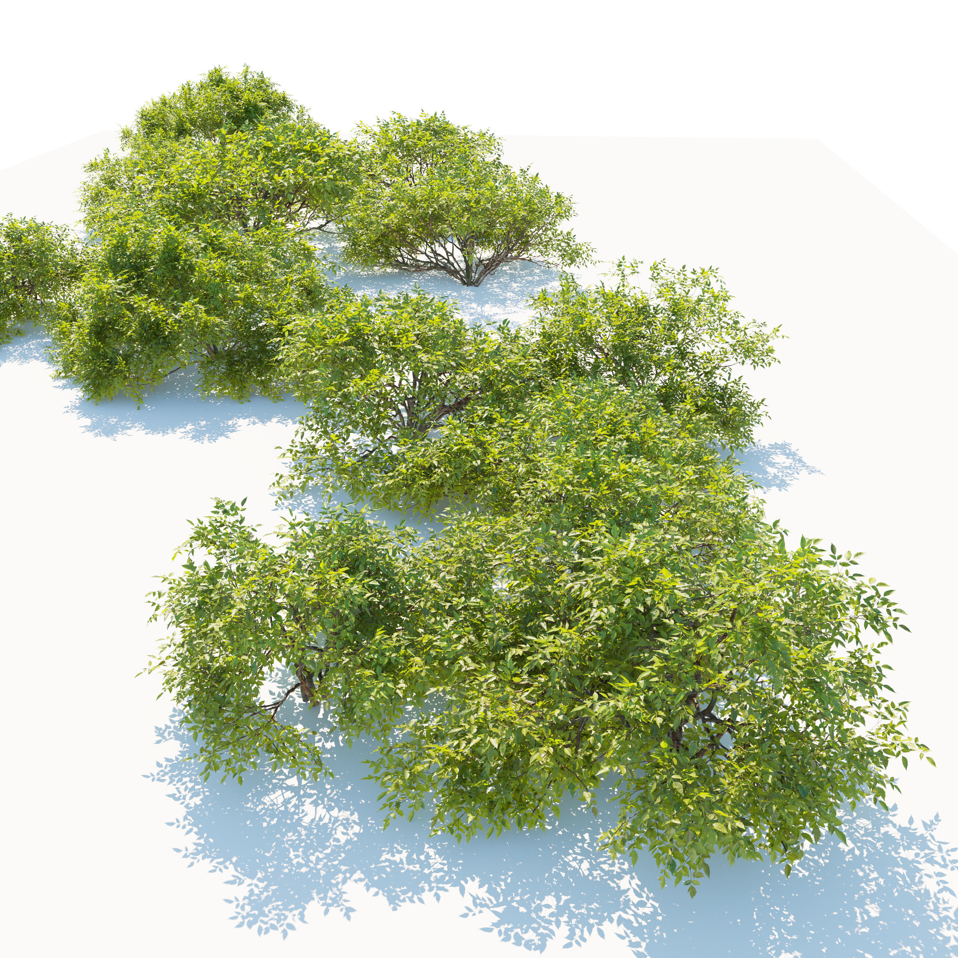Bush collection 25 3D model_4