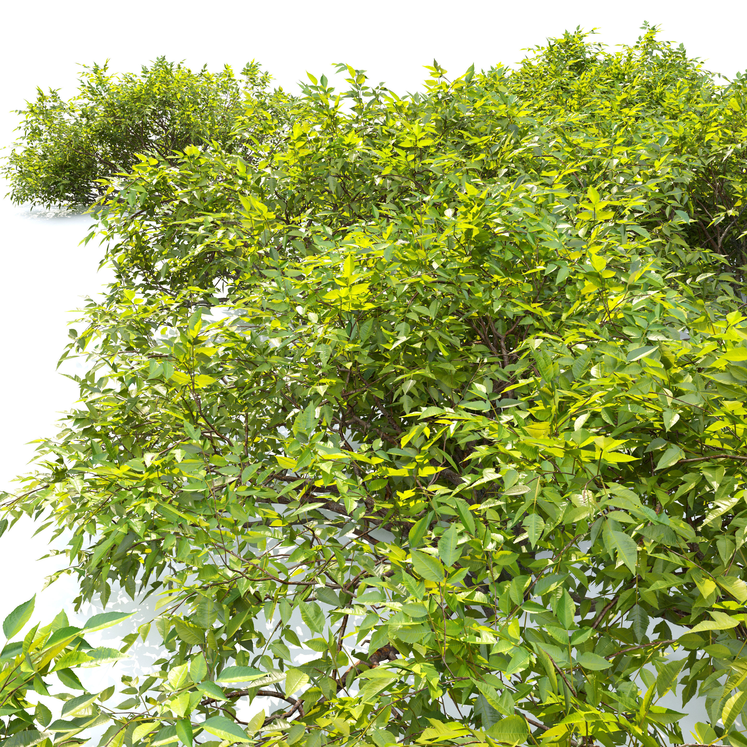 Bush collection 25 3D model_3