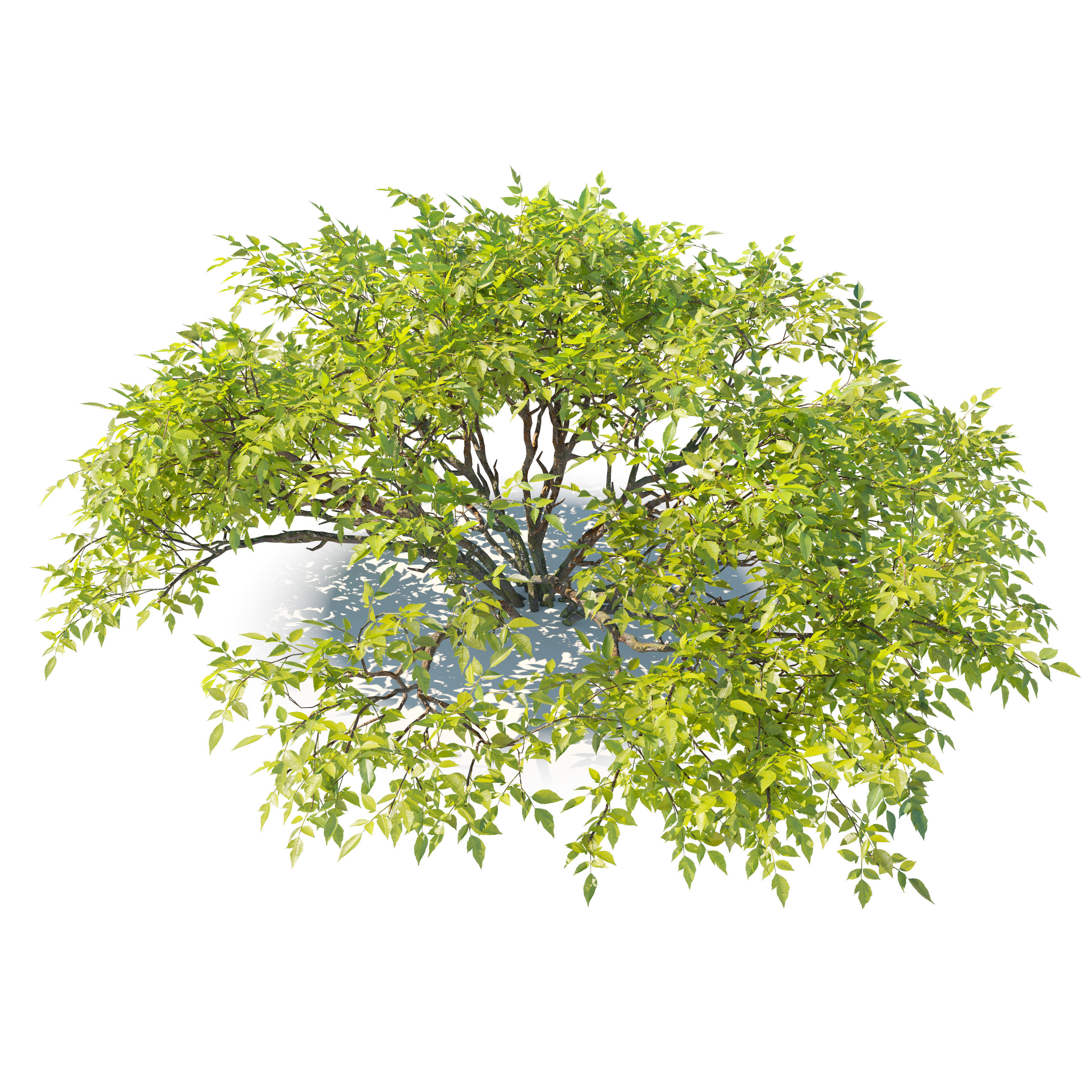 Bush collection 25 3D model_1
