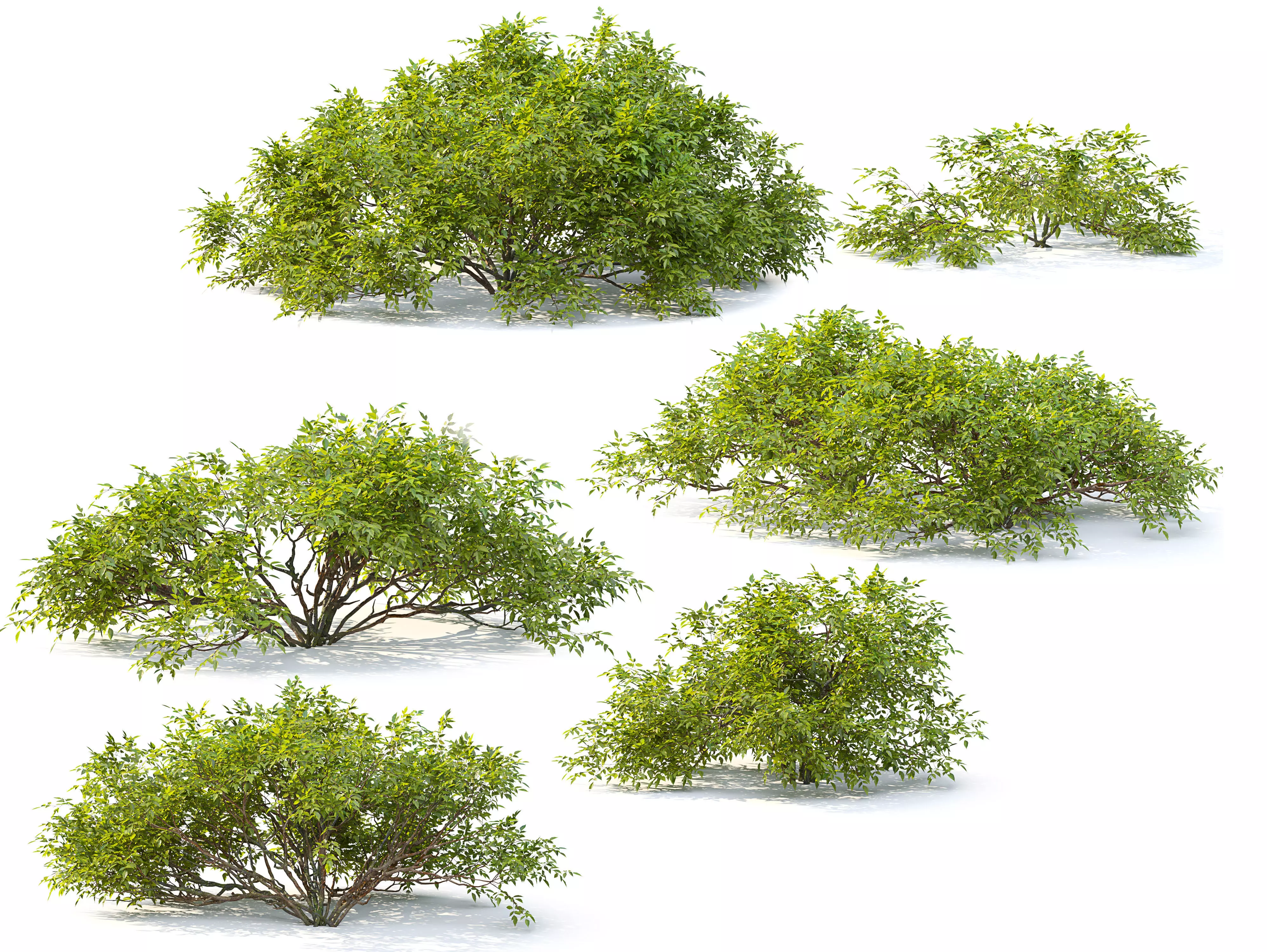 Bush collection 25 3D model_0