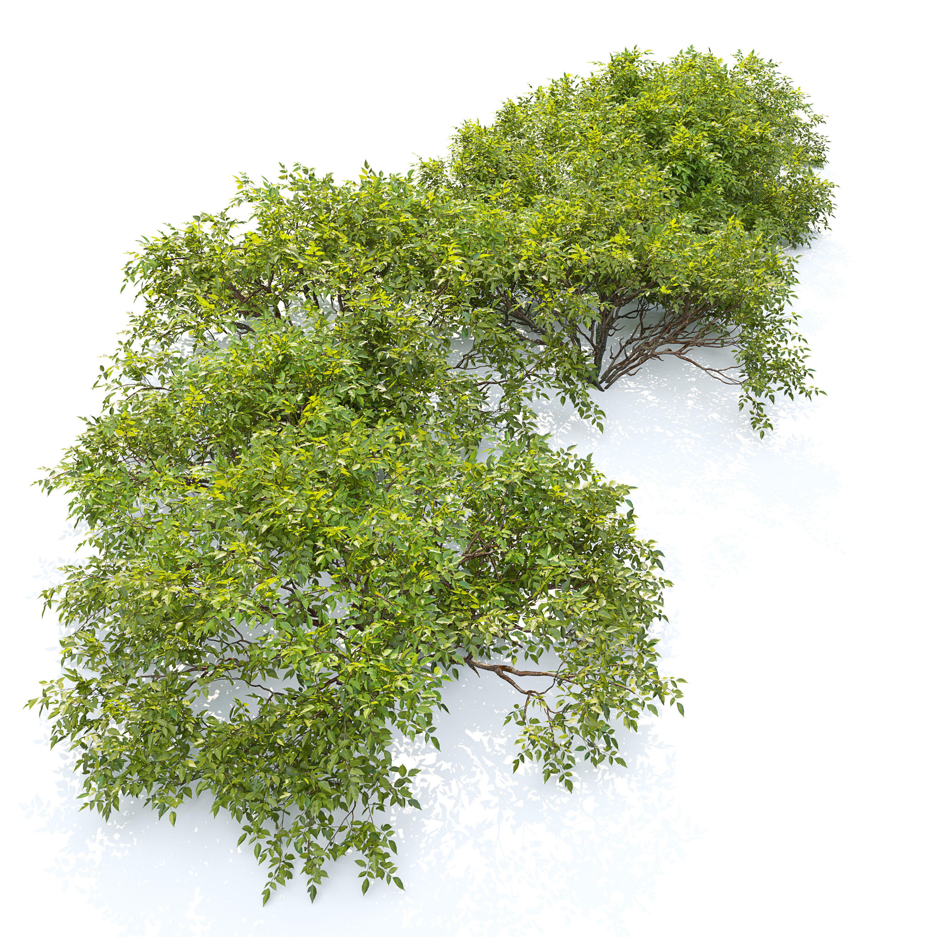 Bush collection 25 3D model_2