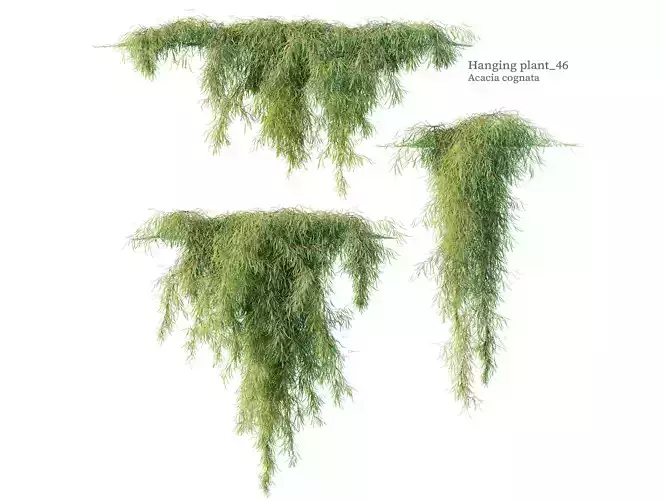 Hanging Plant 46 3D model