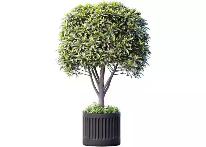Decorative tree in a modern black  pot vase urn