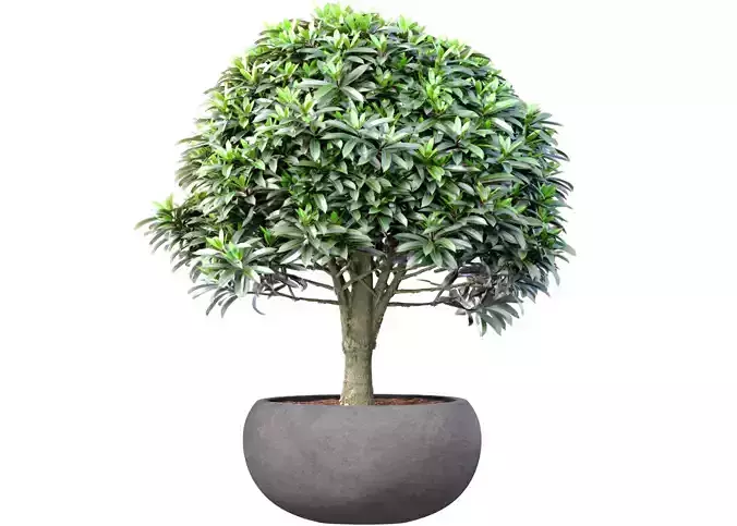 Decorative tree shrub plant in a modern stone pot vase