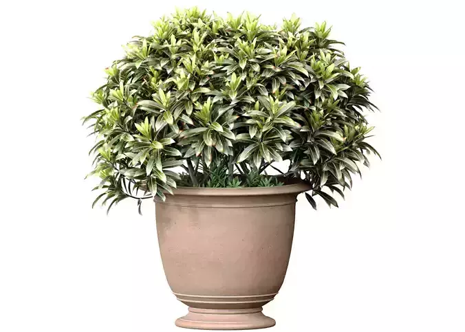 Decorative plant tree shrub in a garden flowerpot
