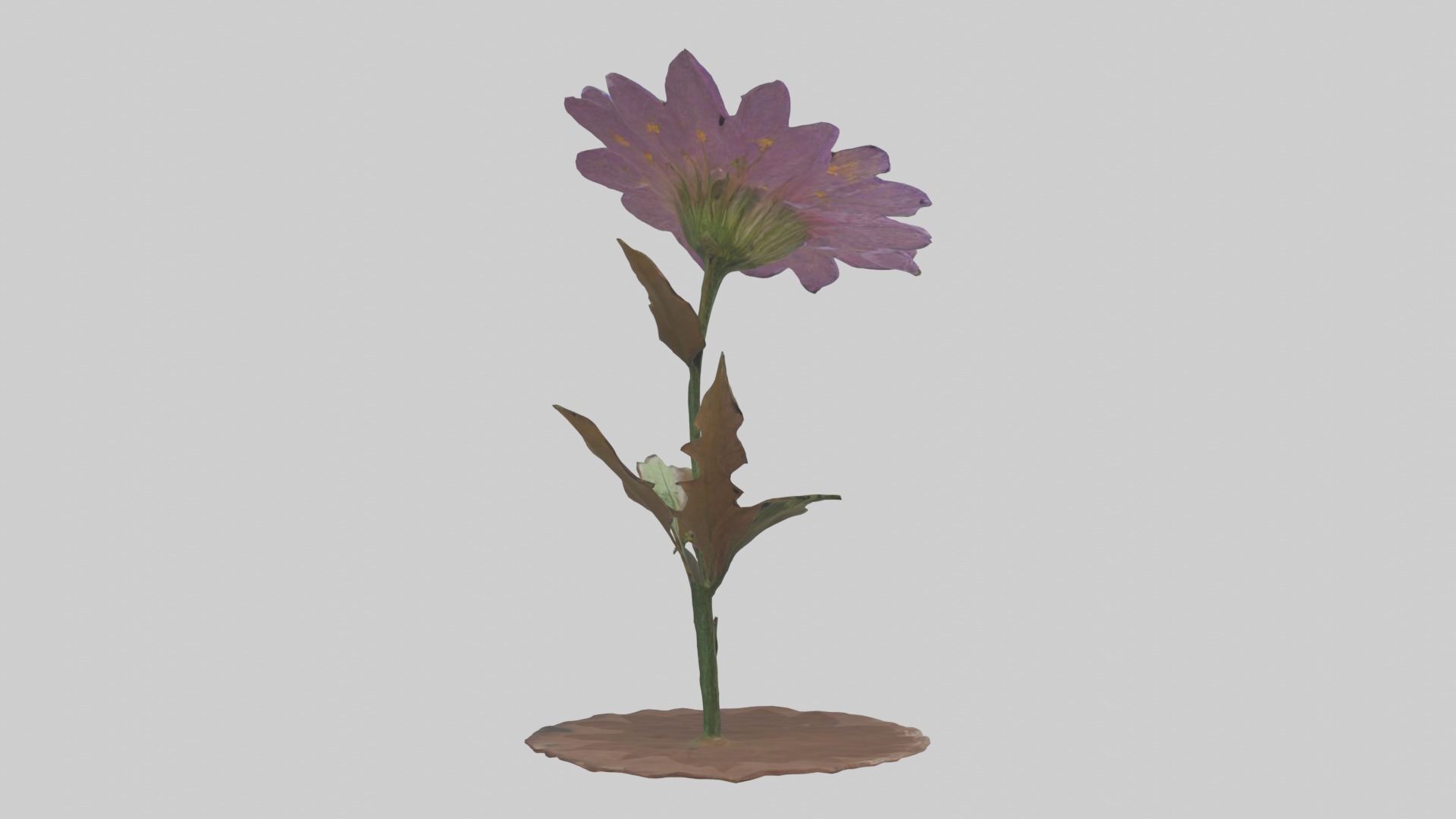 Wildflower Model Low-poly 3D model_7