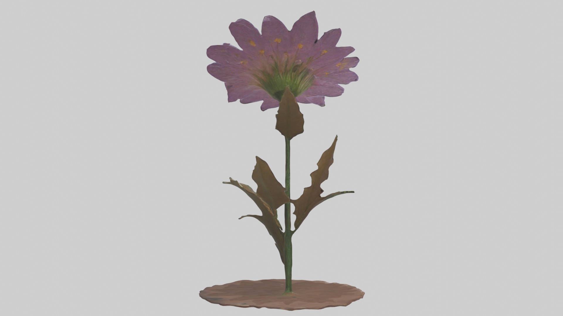 Wildflower Model Low-poly 3D model_2