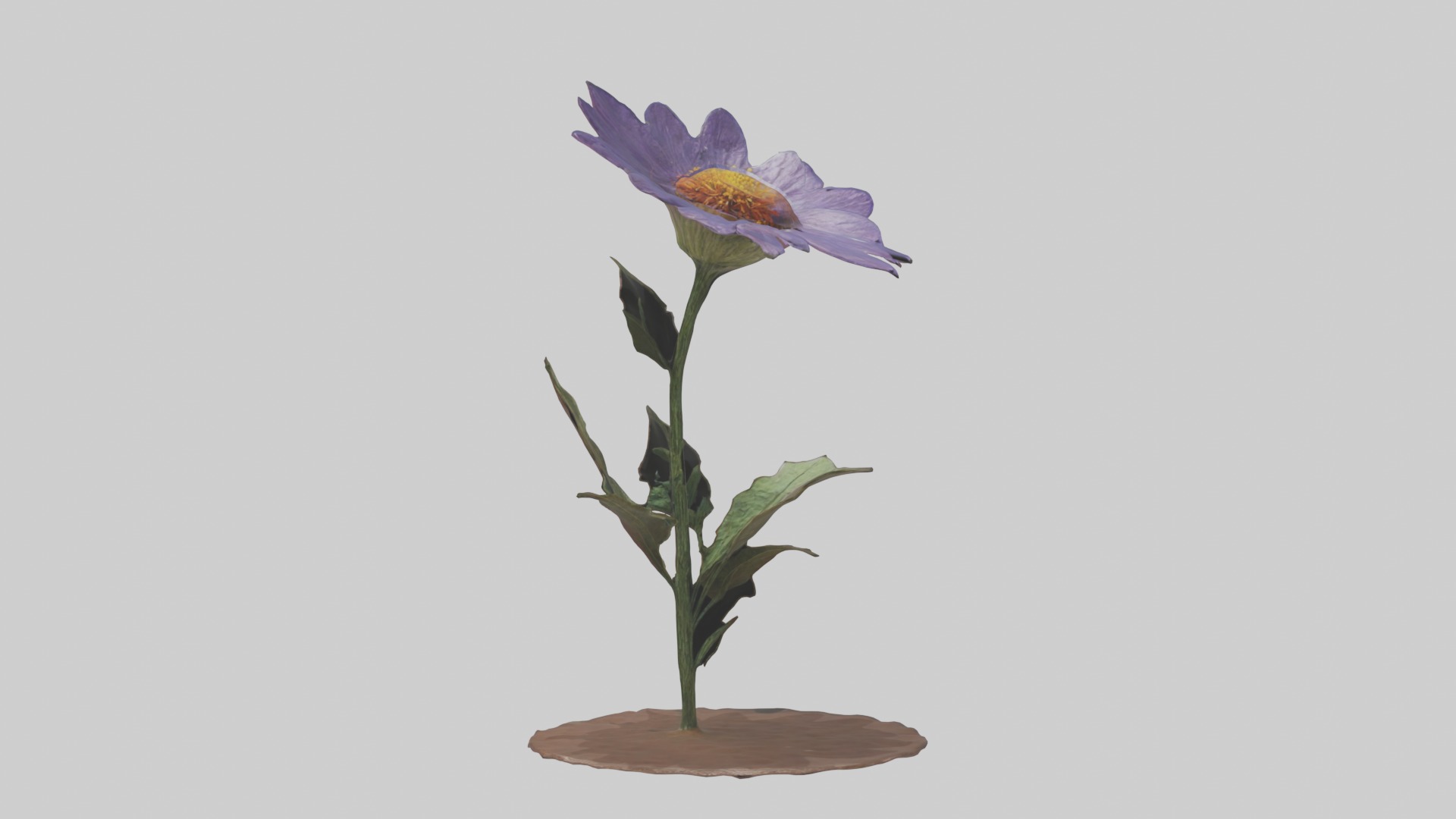 Wildflower Model Low-poly 3D model_3