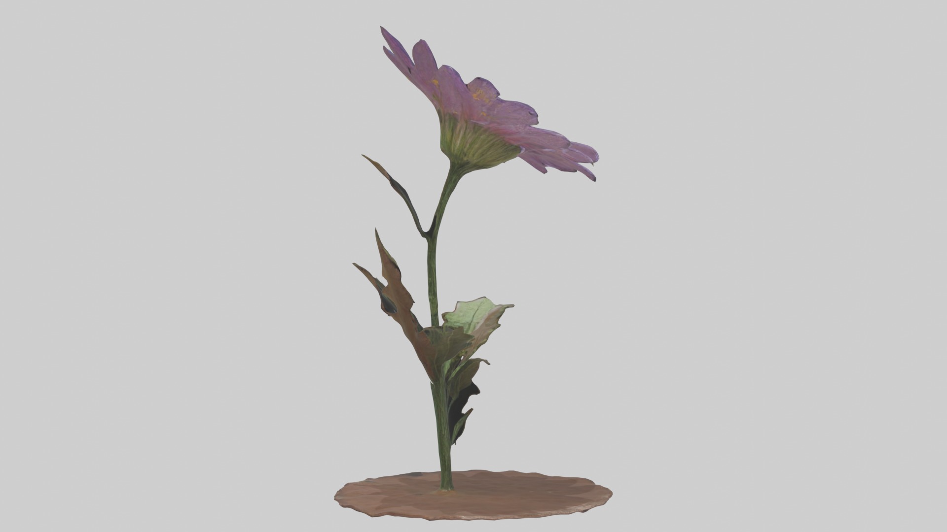 Wildflower Model Low-poly 3D model_5