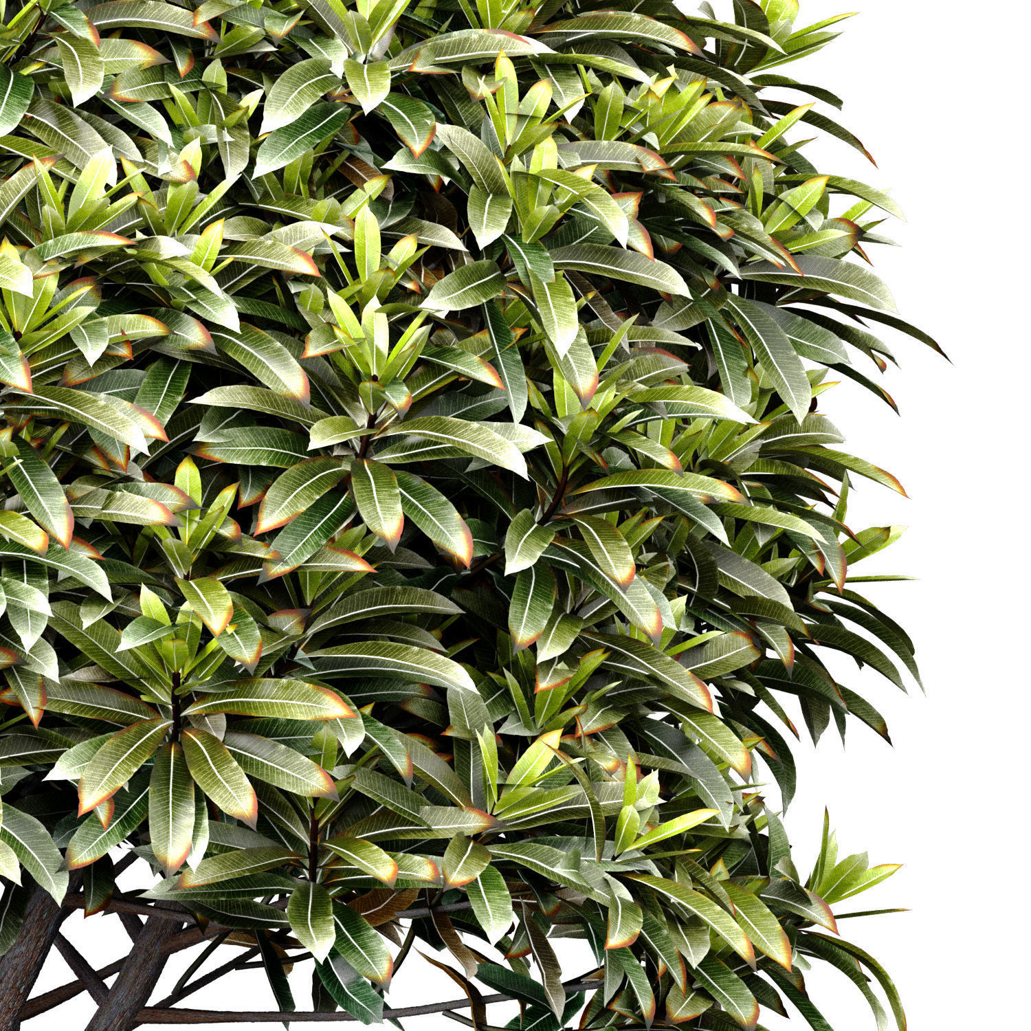 Ornamental Evergreen Garden Street Tree 3D model_1