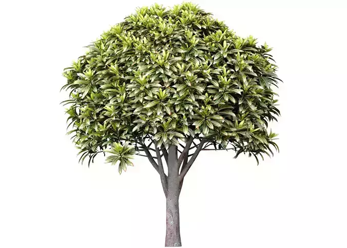 Ornamental Evergreen Garden Street Tree 3D model
