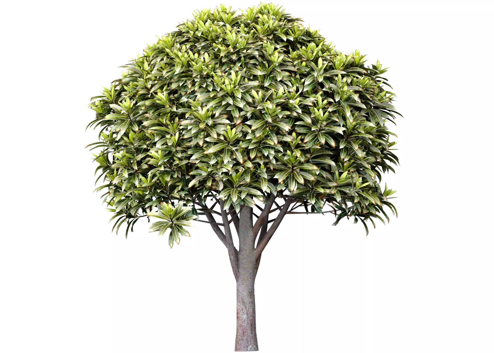 Ornamental Evergreen Garden Street Tree 3D model_0