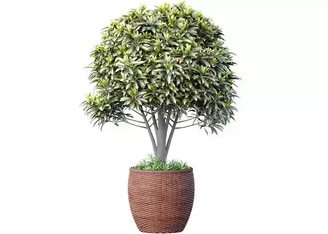 Decorative contemporary garden tree shrub in rattan vase