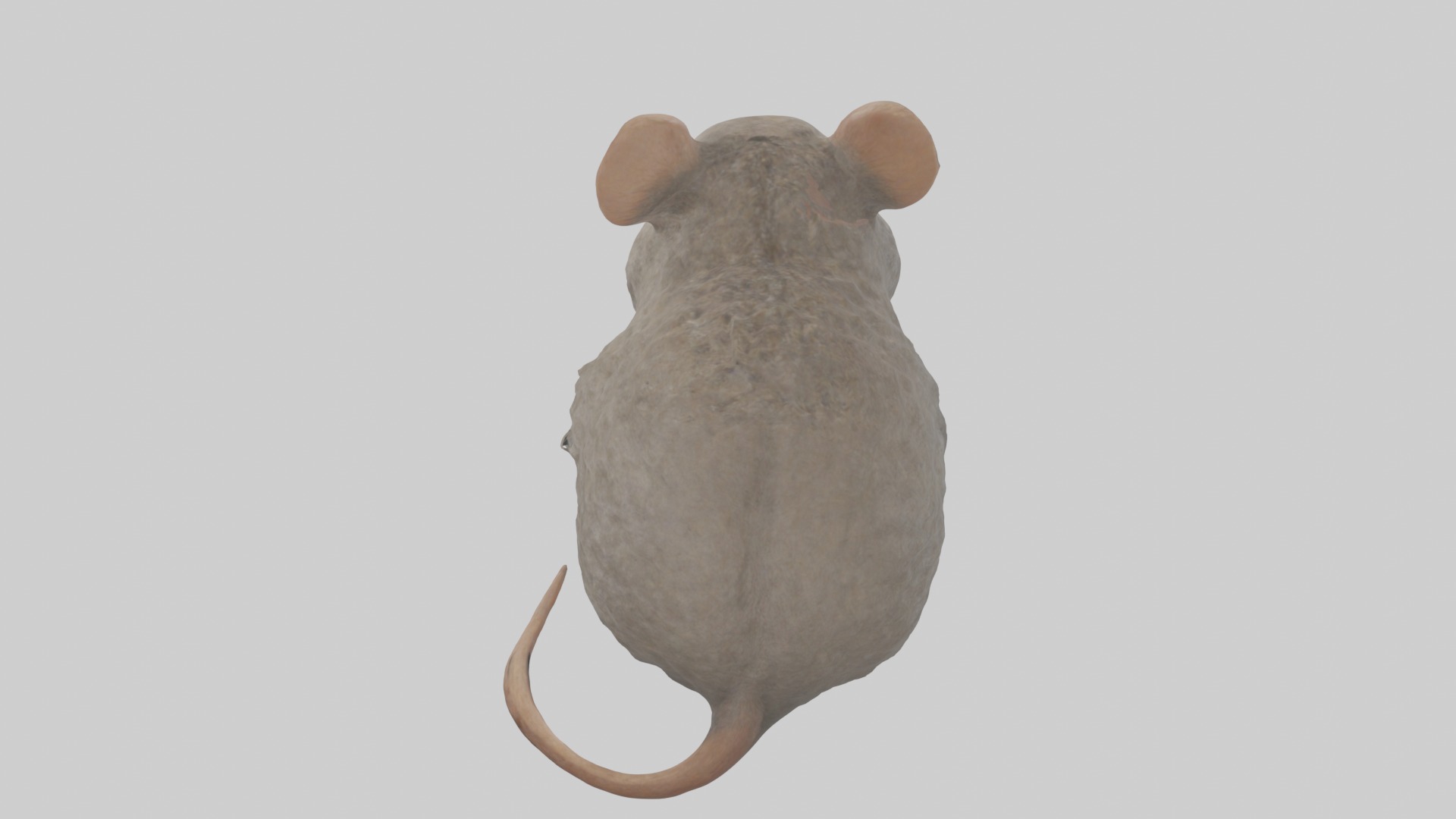 Vole Model 1 Low-poly 3D model_9