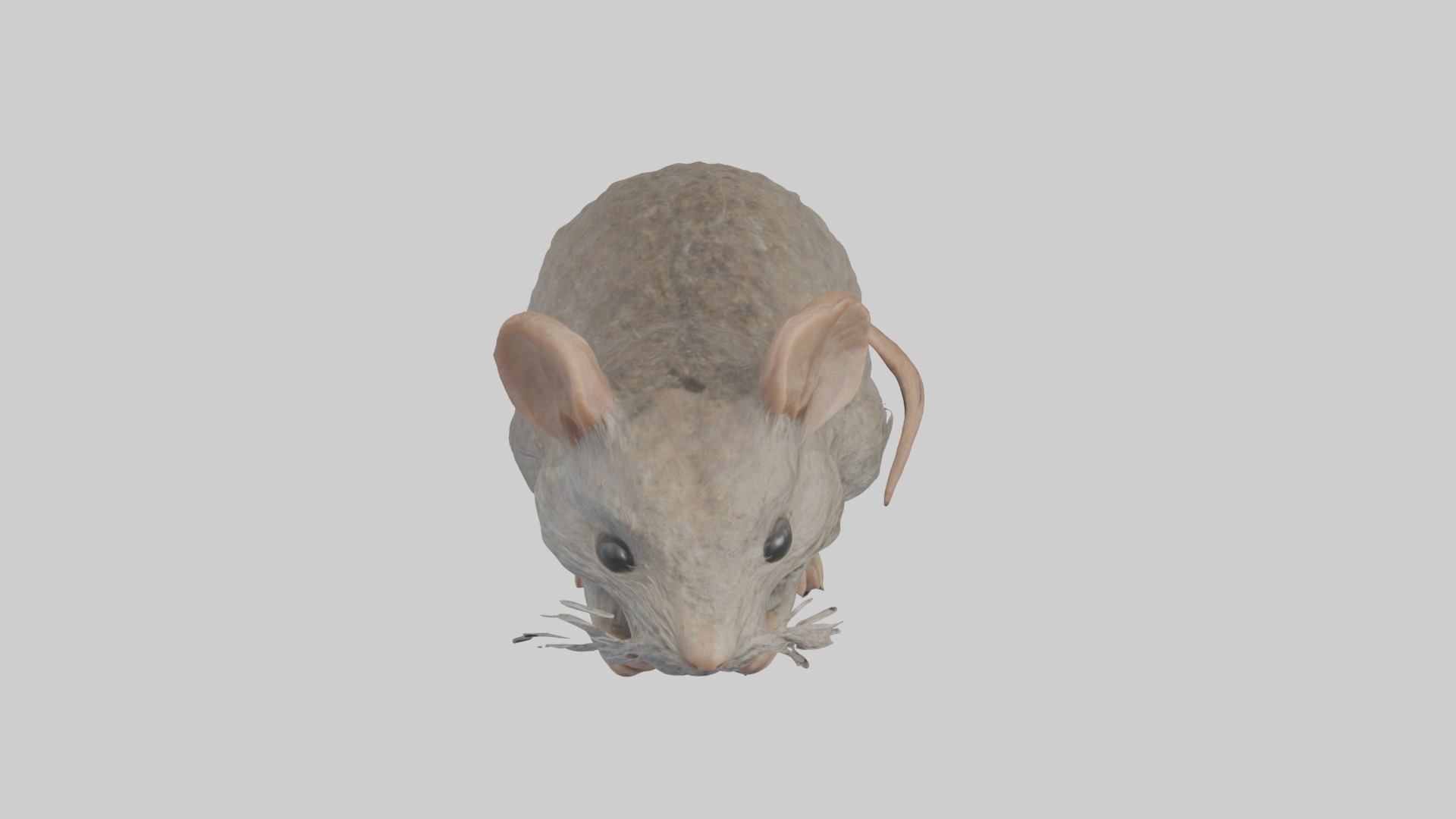 Vole Model 1 Low-poly 3D model_10