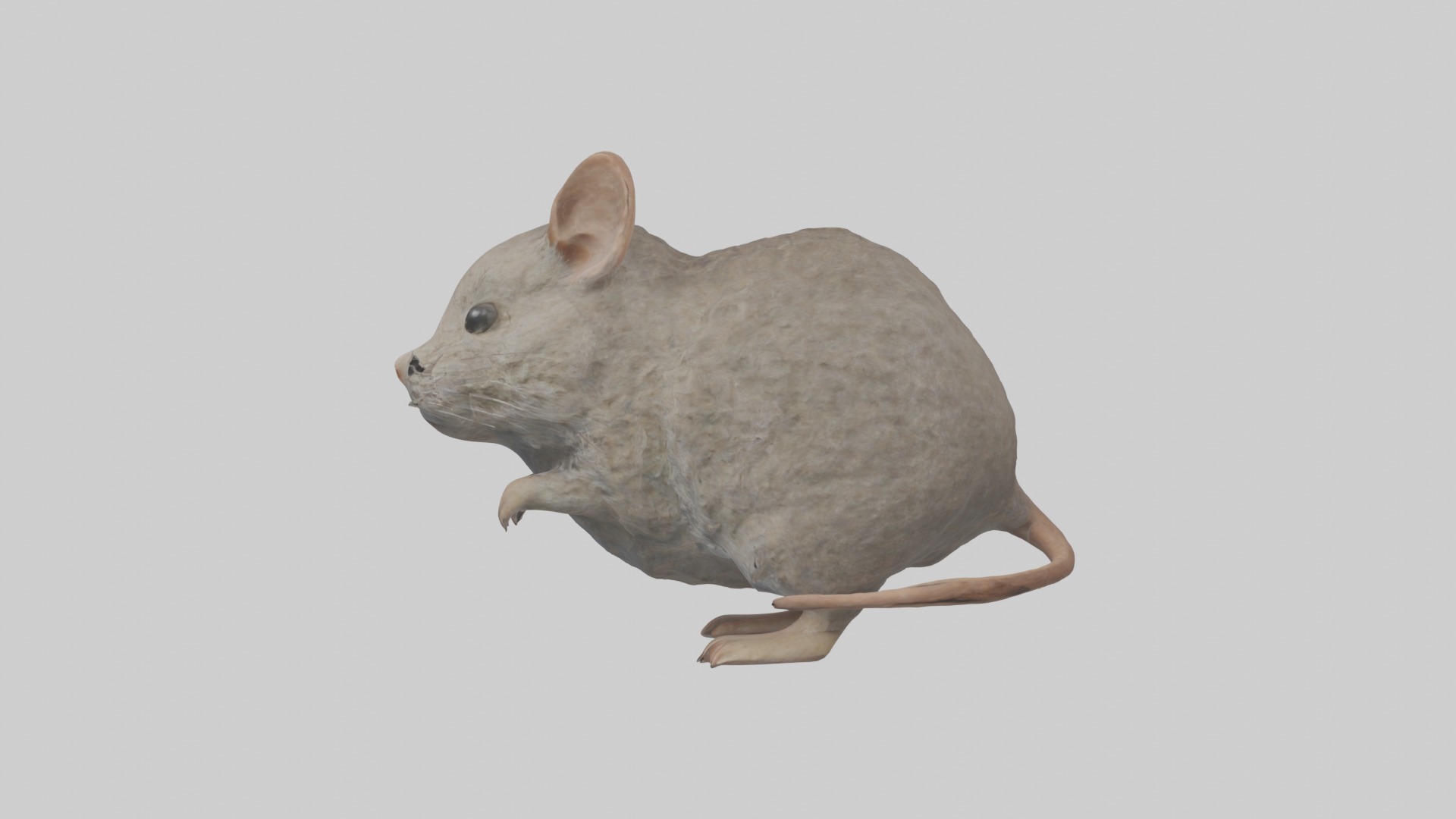 Vole Model 1 Low-poly 3D model_6