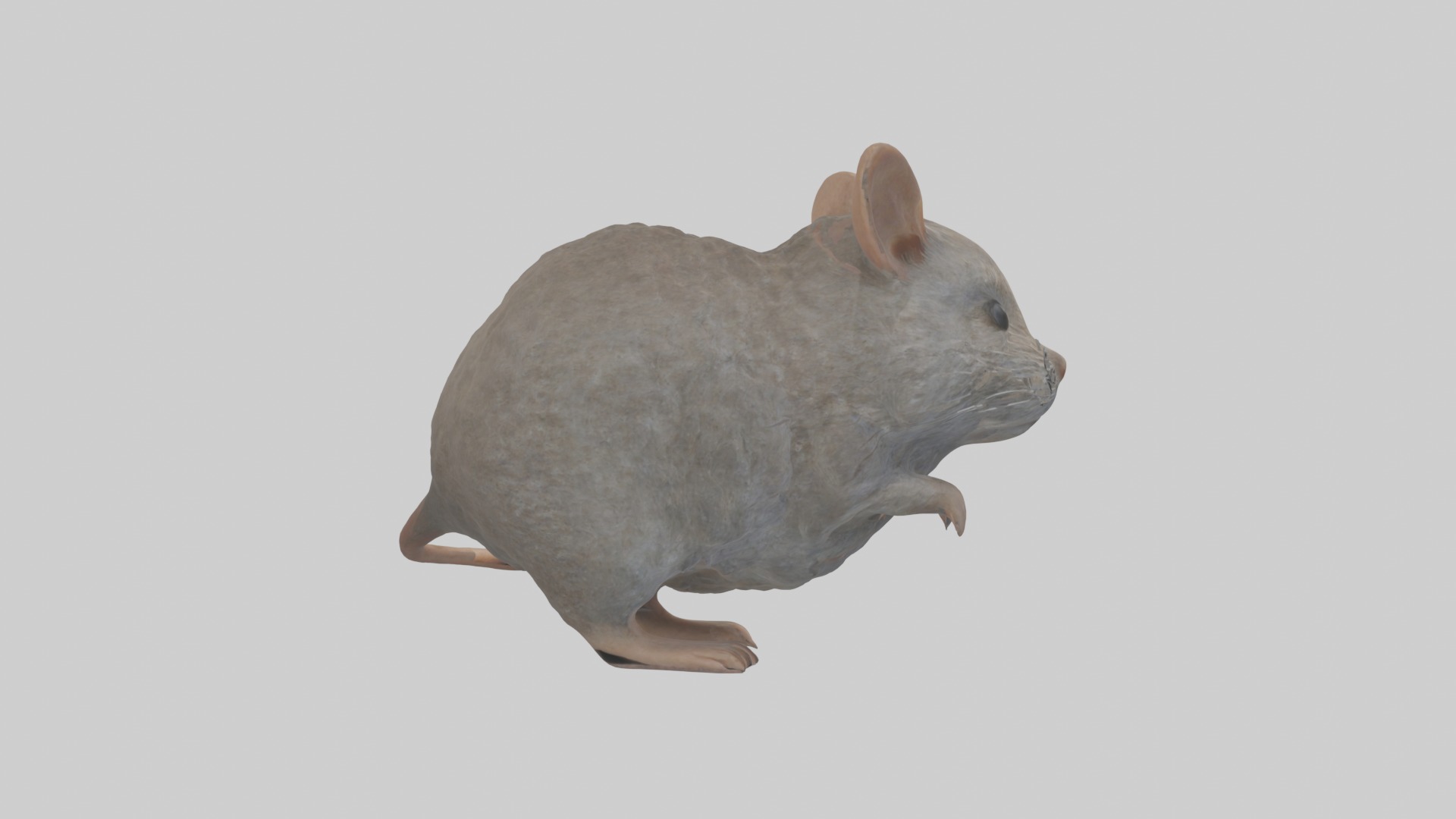 Vole Model 1 Low-poly 3D model_7