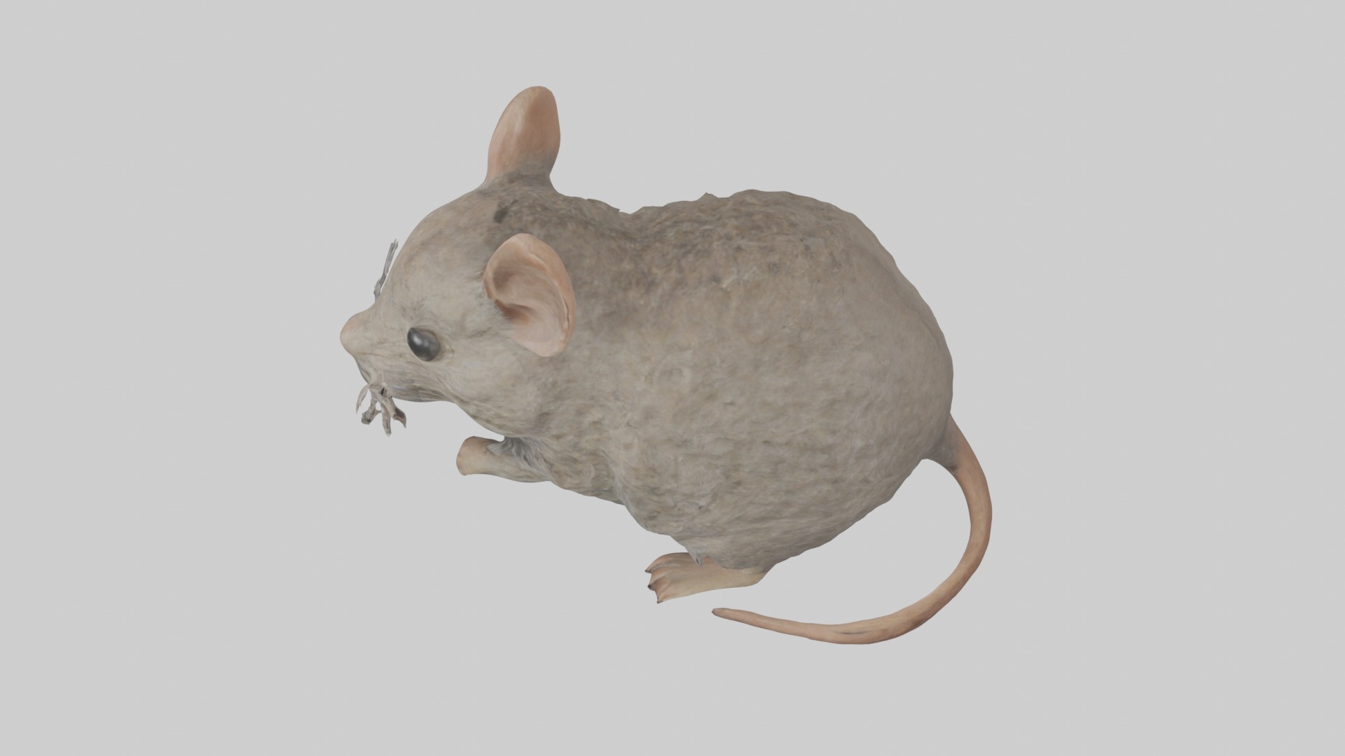 Vole Model 1 Low-poly 3D model_11