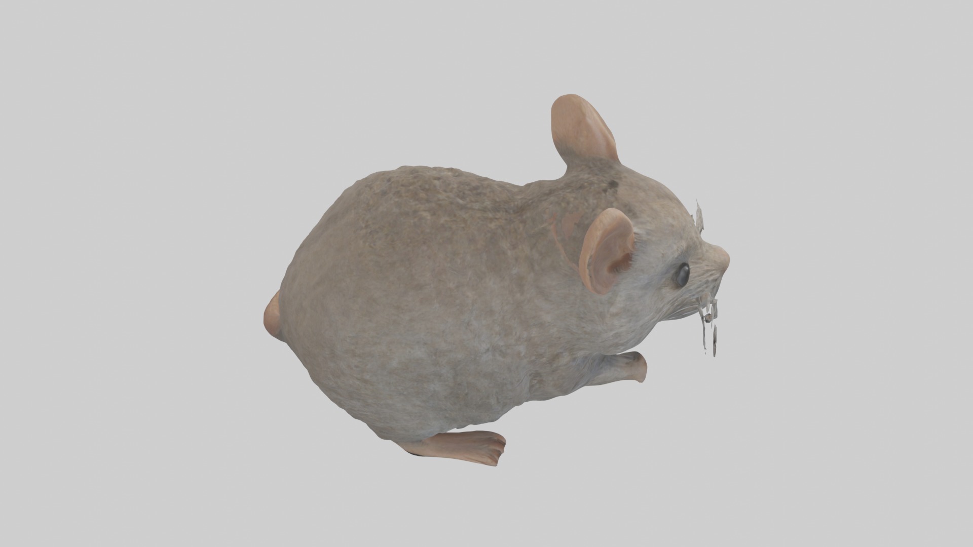 Vole Model 1 Low-poly 3D model_12