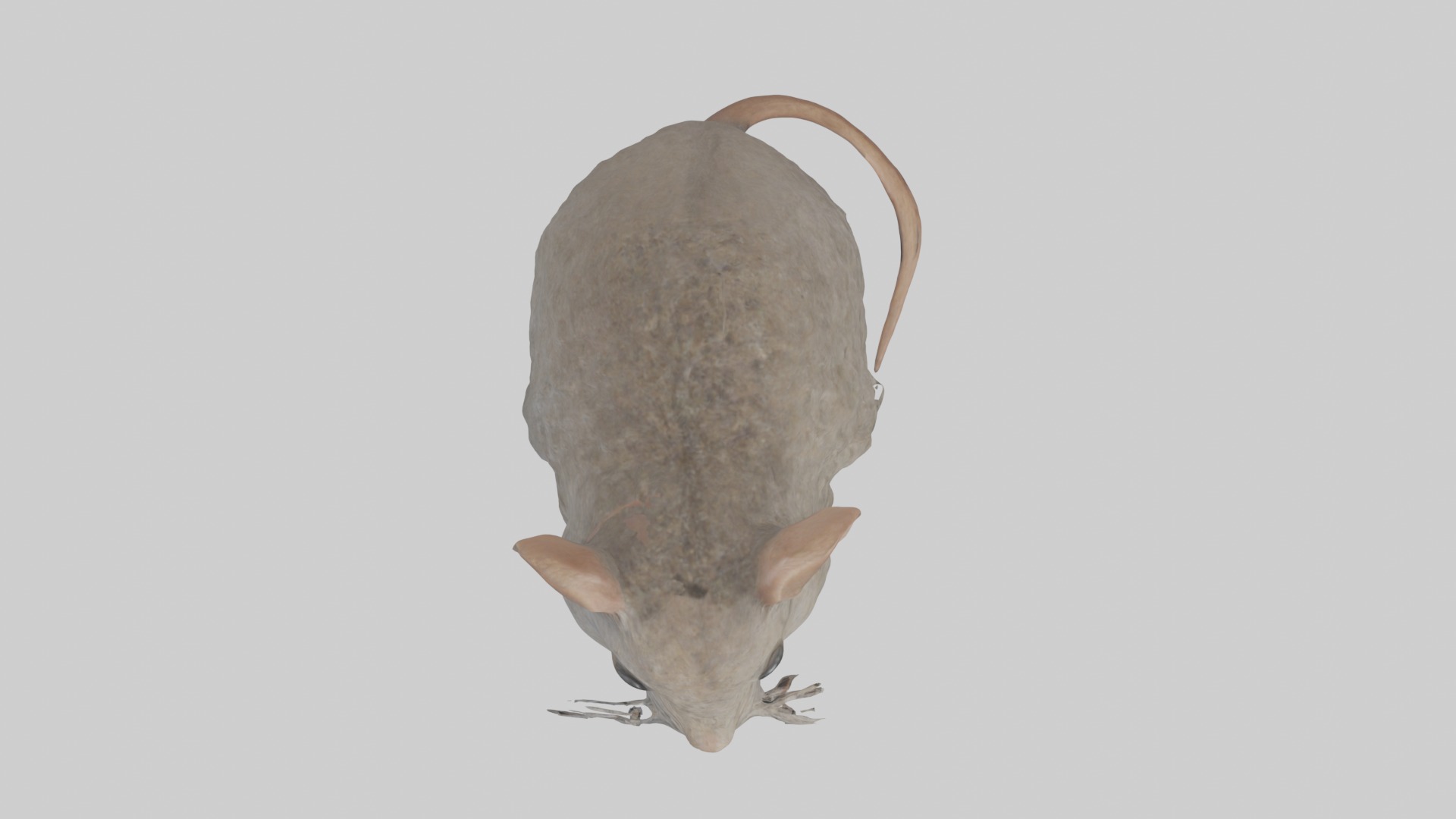 Vole Model 1 Low-poly 3D model_8