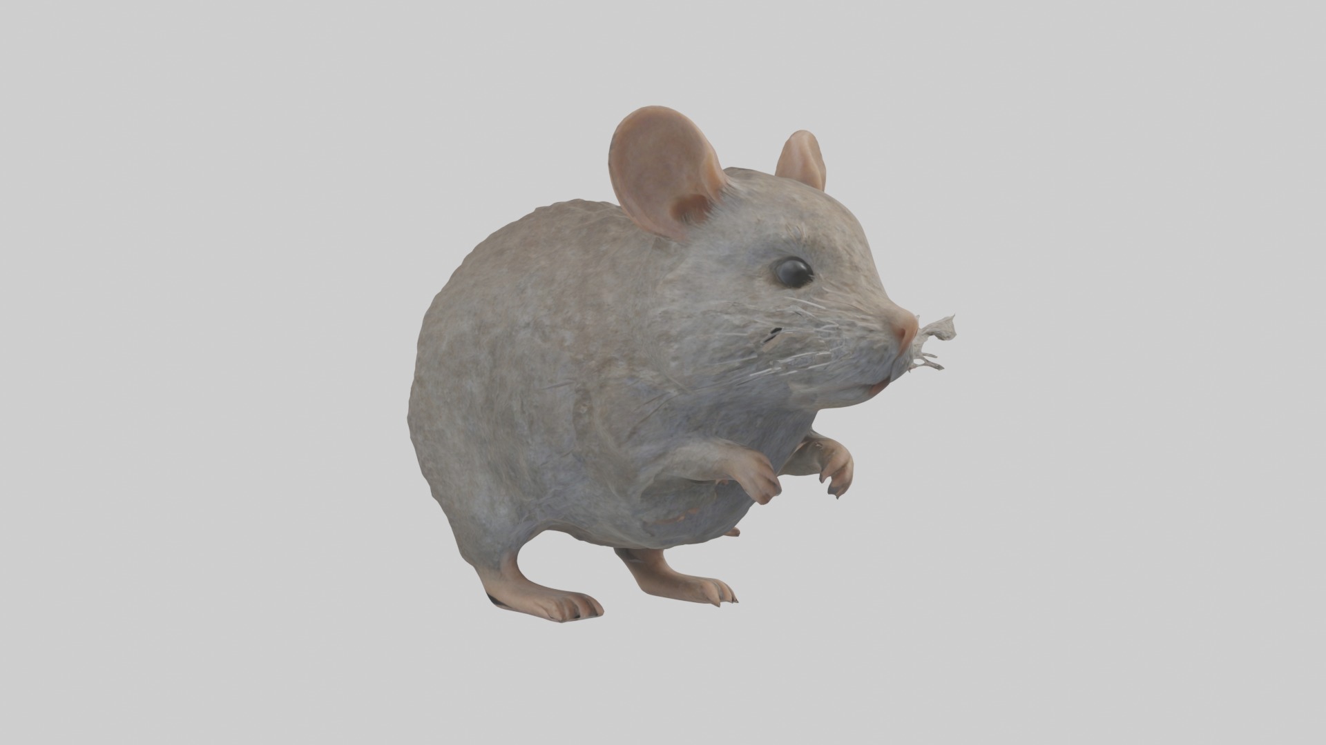 Vole Model 1 Low-poly 3D model_5