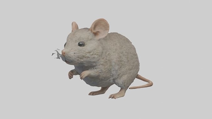 Vole Model 1 Low-poly 3D model