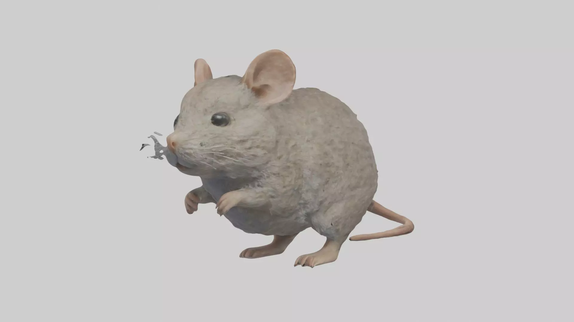 Vole Model 1 Low-poly 3D model_0
