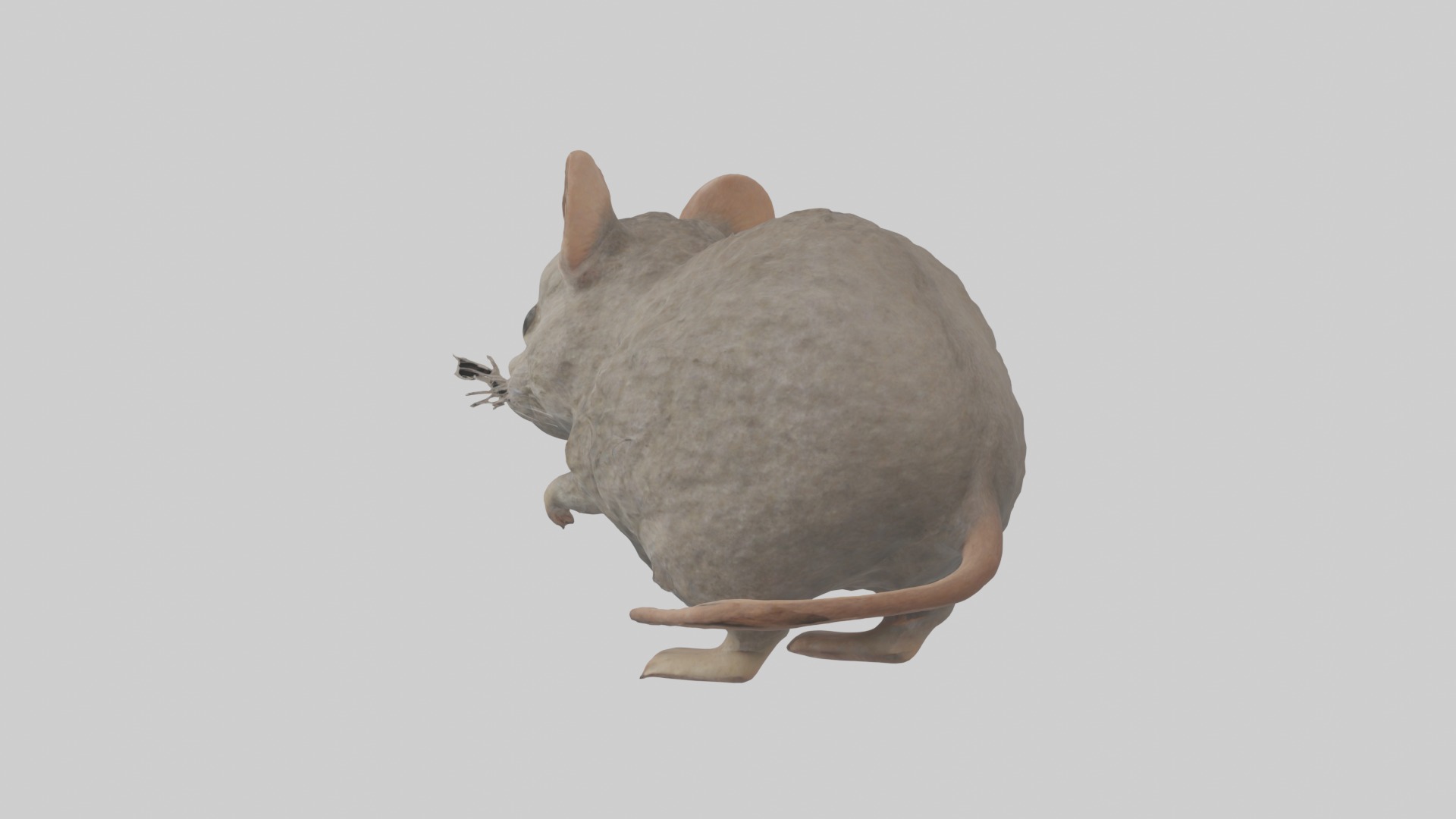 Vole Model 1 Low-poly 3D model_2