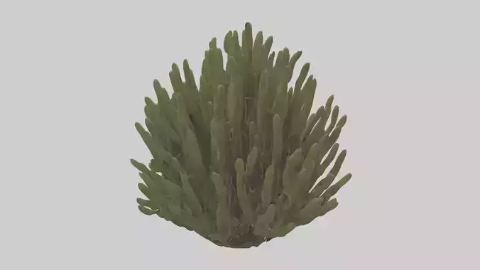 Thornbush Model