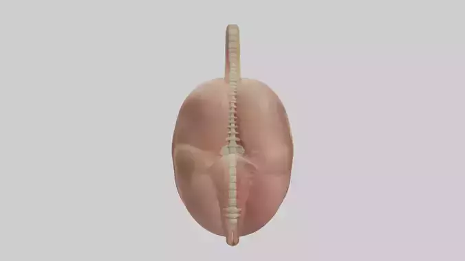 Stomach Model 1