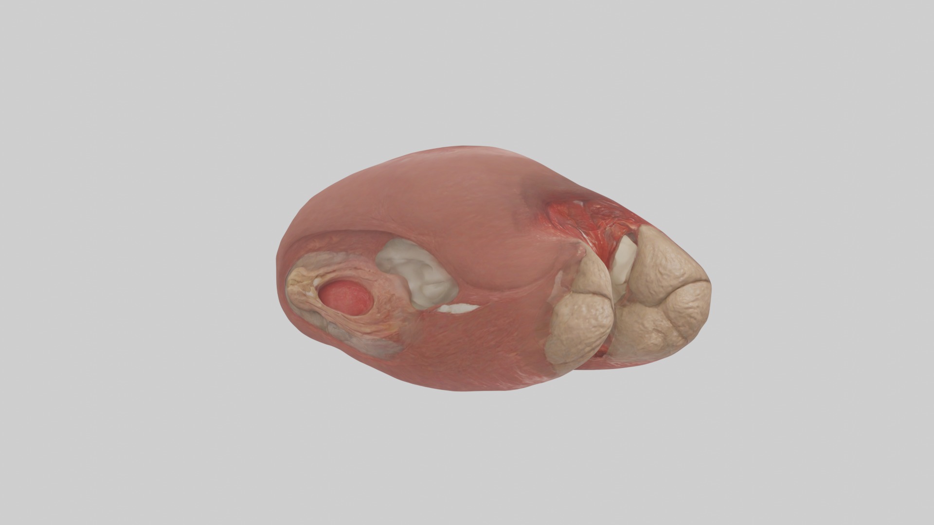 Spleen Model 1 Low-poly 3D model_5