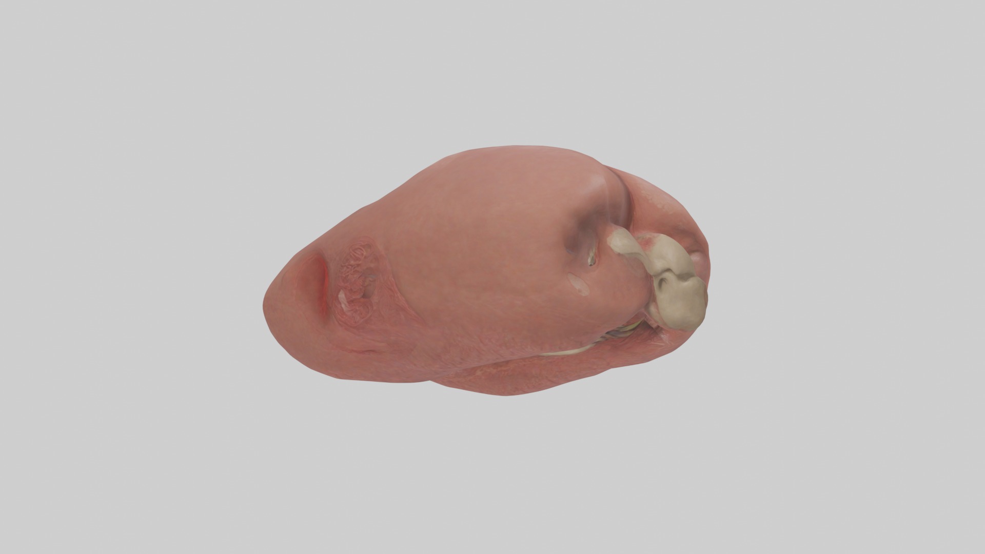 Spleen Model 1 Low-poly 3D model_1