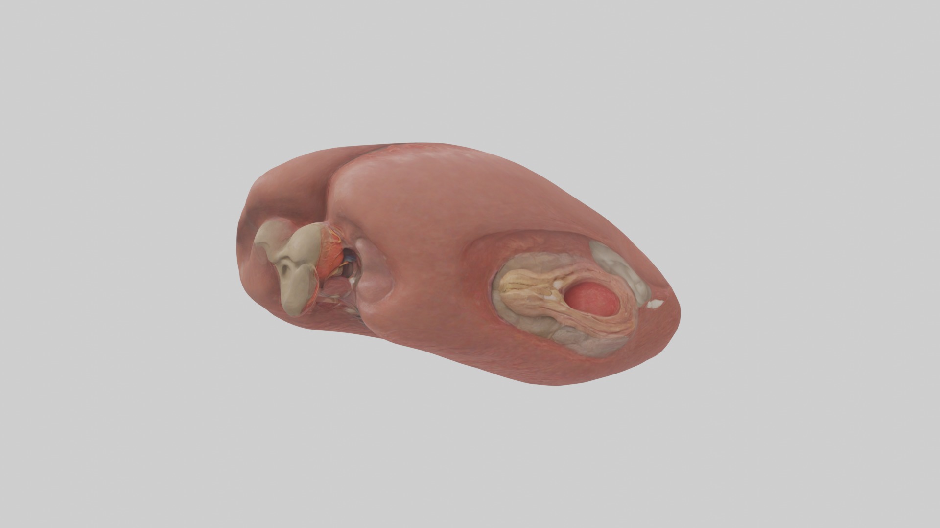Spleen Model 1 Low-poly 3D model_2